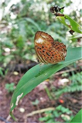 Taxila haquinus
