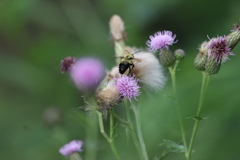 Bombus bimaculatus