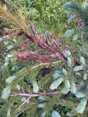 Herpotrichia juniperi