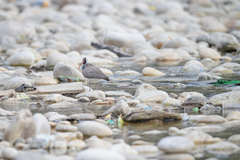 Ibidorhyncha struthersii