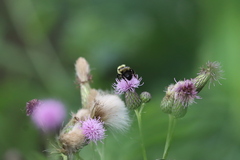 Bombus bimaculatus
