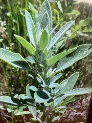 Chenopodium pratericola