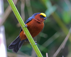 Catamblyrhynchus diadema