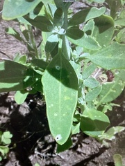 Chenopodium pratericola