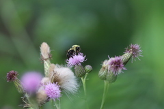 Bombus bimaculatus
