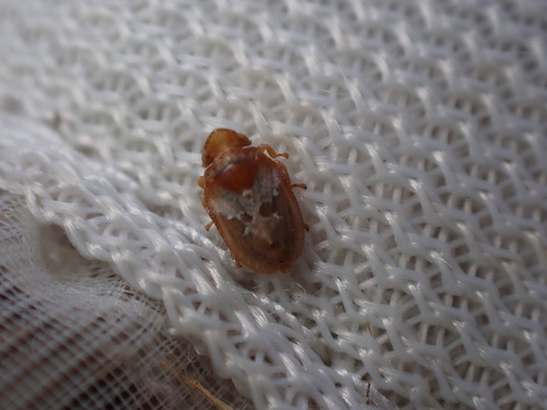 Tettigometra picta