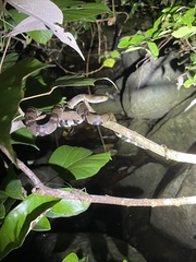 Trimerodytes aequifasciatus