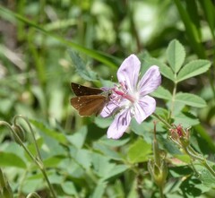 Piruna pirus