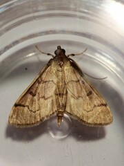 Herpetogramma theseusalis