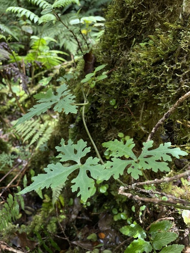 Sicyos cucumerinus observed 2022-07-11