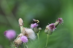Bombus bimaculatus