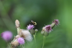 Bombus bimaculatus