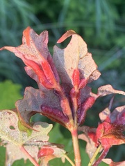 Dasineura communis