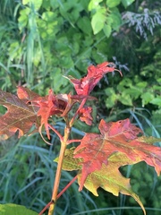 Dasineura communis