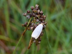 Cybosia mesomella