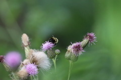 Bombus bimaculatus