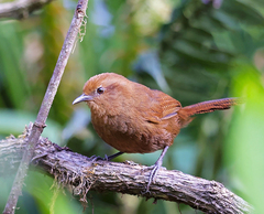Cinnycerthia peruana