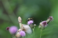 Bombus bimaculatus