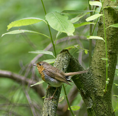 Erithacus rubecula