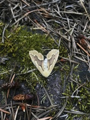 Sabulodes edwardsata