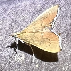 Sericoplaga externalis