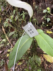 Spathiphyllum wallisii