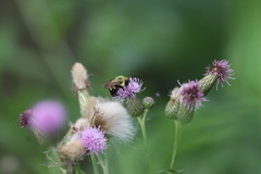 Bombus bimaculatus