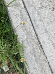 Tridax coronopifolia