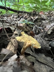 Cantharellus appalachiensis