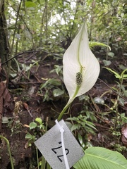 Spathiphyllum wallisii