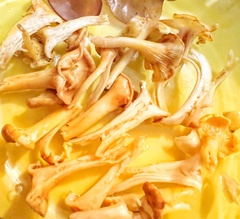 Cantharellus appalachiensis