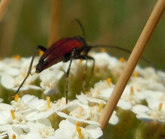 Stenurella bifasciata