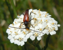Stenurella bifasciata