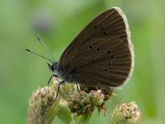 Phengaris nausithous