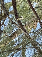 Tyrannus dominicensis