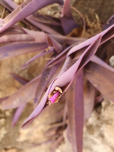 Tradescantia pallida