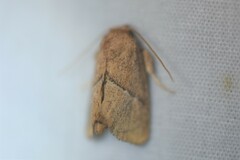 Apoda rectilinea