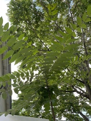 Ailanthus altissima