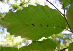 Aceria tenella
