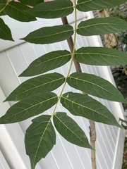 Ailanthus altissima