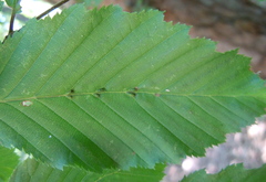 Aceria tenella