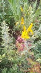 Genista tinctoria