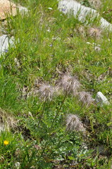 Pulsatilla alpina