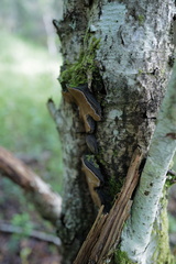 Phellinus lundellii