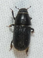 Dendroctonus terebrans