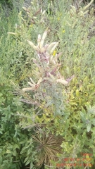 Genista tinctoria