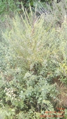 Genista tinctoria