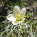Nitrariaceae - Photo (c) Ostenfuchs, algunos derechos reservados (CC BY)