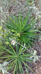 Yucca aloifolia