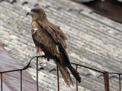 Milvus migrans